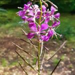 Chamaenerion angustifolium
