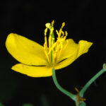 Chelidonium majus