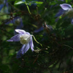 Clematis alpina