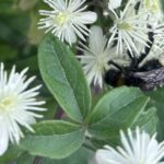 Clematis vitalba