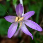Colchicum autumnale