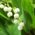Convallaria majalis