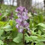 Corydalis cava