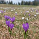 Crocus vernus