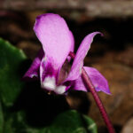 Cyclamen coum