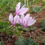 Cyclamen hederifolium