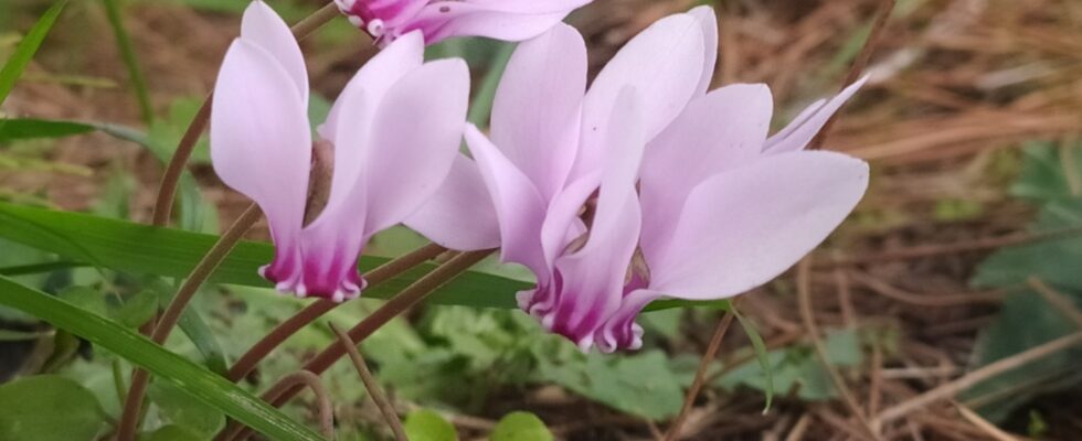 Cyclamen hederifolium