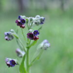 Cynoglossum officinale