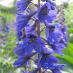 Delphinium elatum