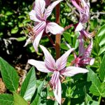 Dictamnus albus