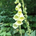 Digitalis grandiflora