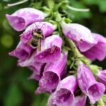Digitalis purpurea
