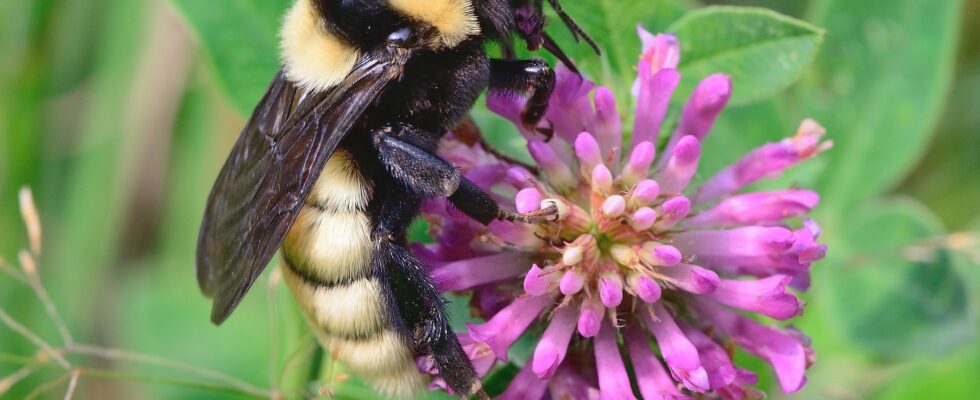Dufthummel (Bombus fragrans)