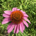 Echinacea purpurea
