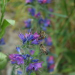 Echium vulgare