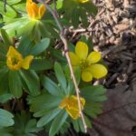 Eranthis hyemalis