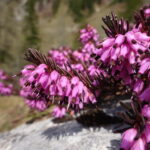 Erica carnea