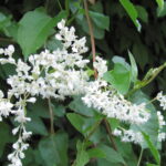 Fallopia baldschuanica