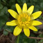 Ficaria verna