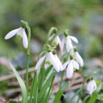 Galanthus nivalis