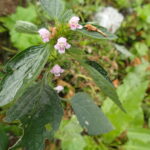 Galeopsis tetrahit