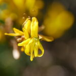 Genista tinctoria