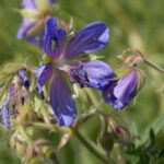 Geranium pratense