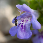 Glechoma hederacea