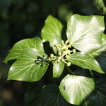 Hedera helix