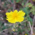 Helianthemum nummularium