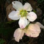 Helleborus niger