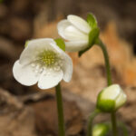 Hepatica nobilis