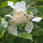 Hydrangea anomala