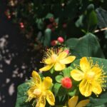 Hypericum androsaemum