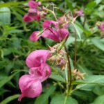 Impatiens glandulifera