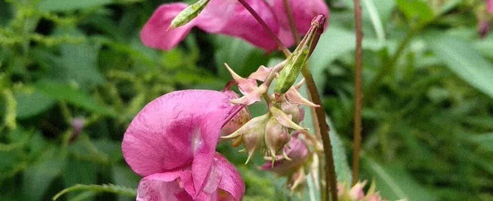 Impatiens glandulifera