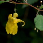 Impatiens noli-tangere