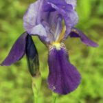 Iris germanica