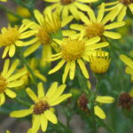 Jacobaea vulgaris