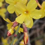 Jasminum nudiflorum