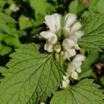 Lamium album