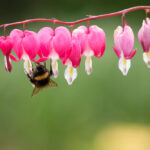Lamprocapnos spectabilis