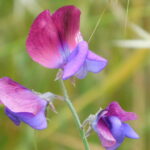 Lathyrus odoratus