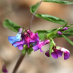 Lathyrus vernus