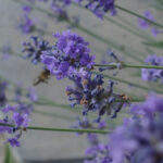 Lavandula angustifolia