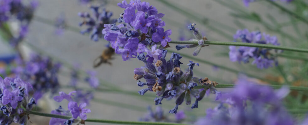 Lavandula angustifolia