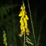 Lembotropis nigricans