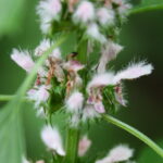 Leonurus cardiaca
