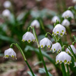 Leucojum vernum