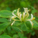 Trachtpflanzen: Kletterpflanzen Lonicera periclymenum
